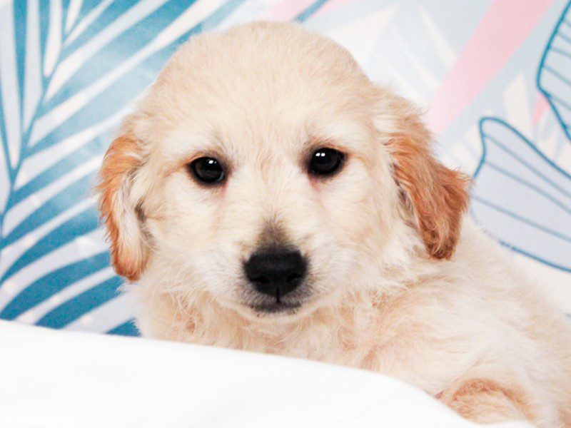 Mini Goldendoodle
