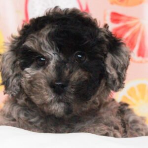 Mini Labradoodle - 48616