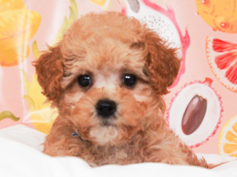 Cavapoo