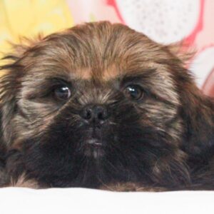 Shih Tzu - 48603