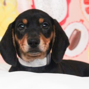 Dachshund - 48619