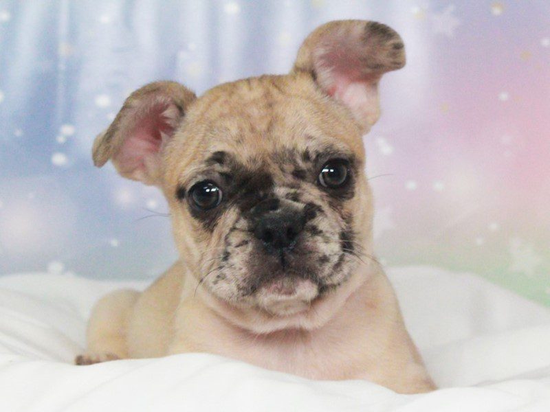 French Bulldog