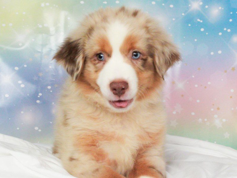 Mini American Shepherd