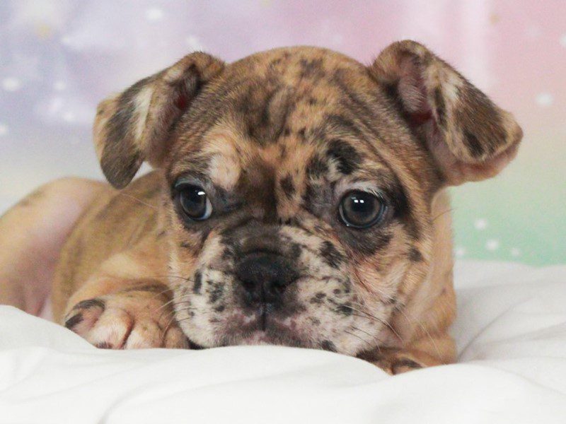 French Bulldog