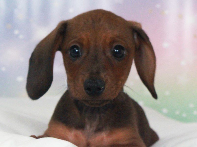 Dachshund