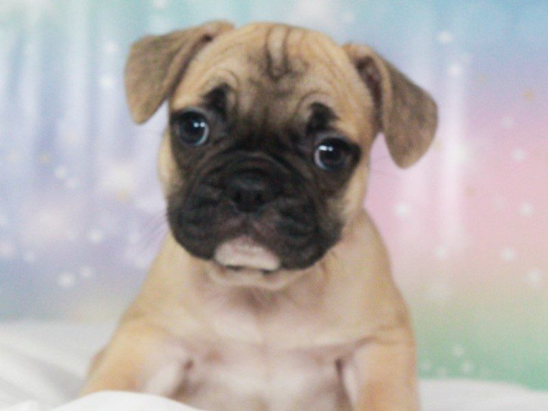 French Bulldog