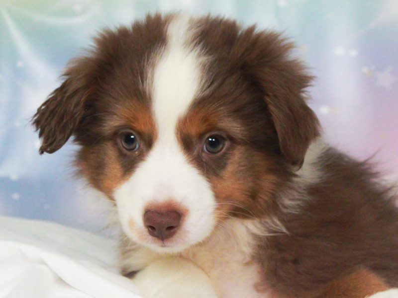 Mini American Shepherd