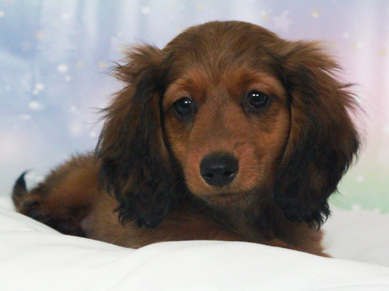 Dachshund