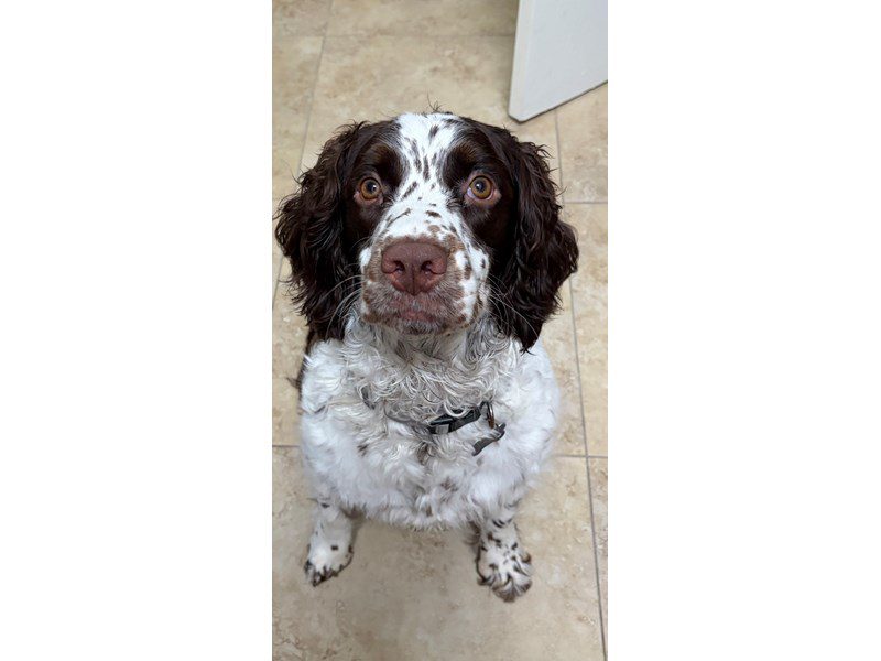 English Springer Spaniel
