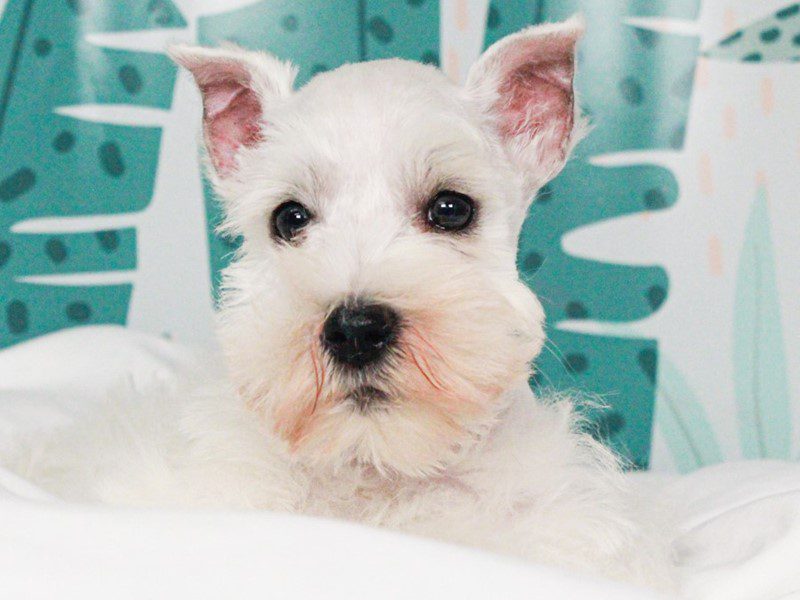 Mini Schnauzer