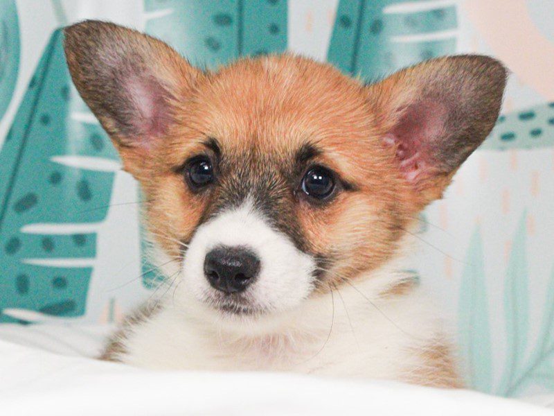 Pembroke Welsh Corgi