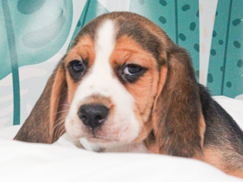 Beagle
