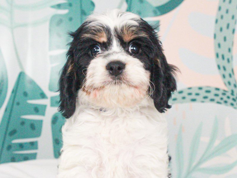 Cavapoo