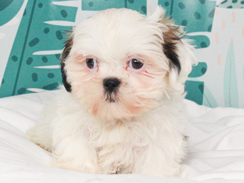 Shih Tzu
