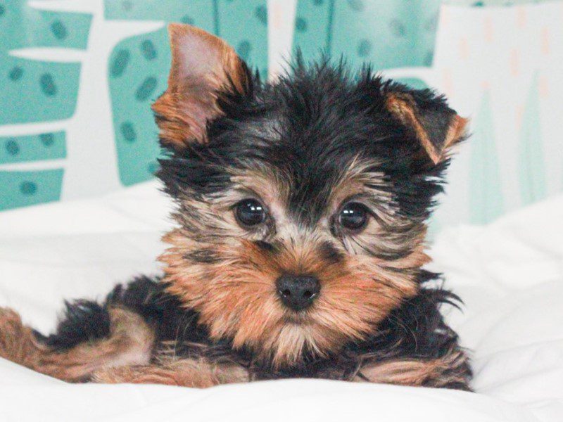 Yorkshire Terrier