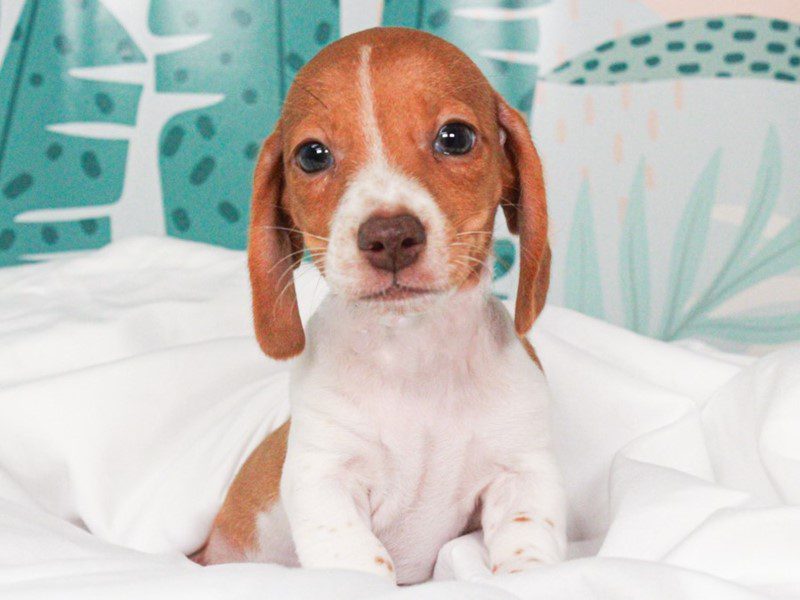 Dachshund