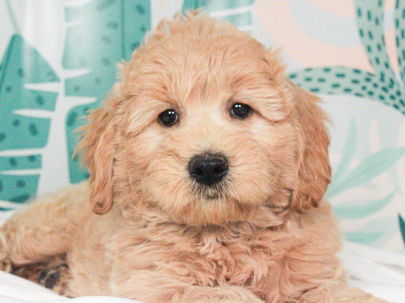 Mini Goldendoodle
