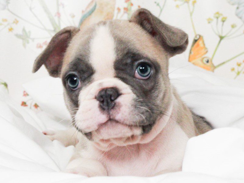 French Bulldog