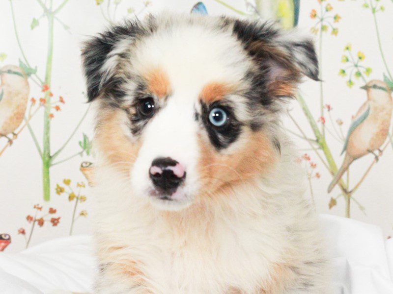 Mini American Shepherd