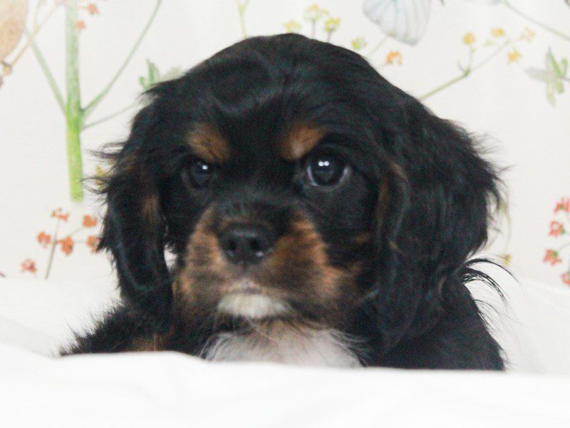 Cavalier King Charles