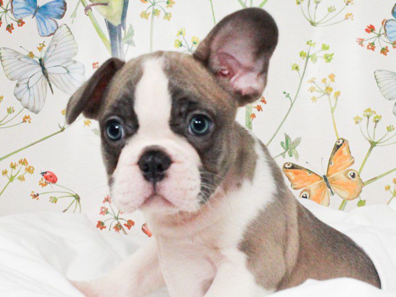 French Bulldog