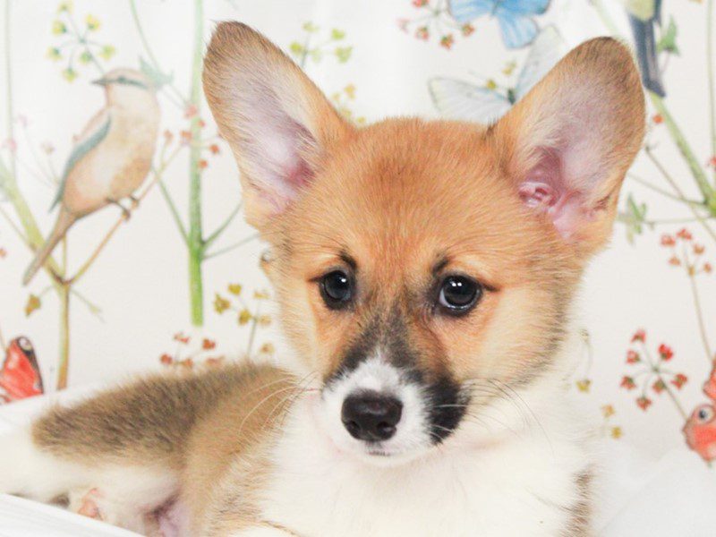 Pembroke Welsh Corgi