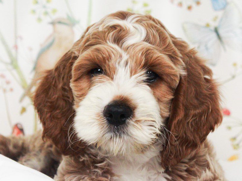 Cockapoo