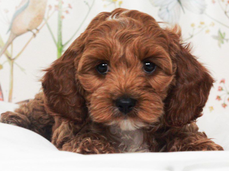 Cockapoo