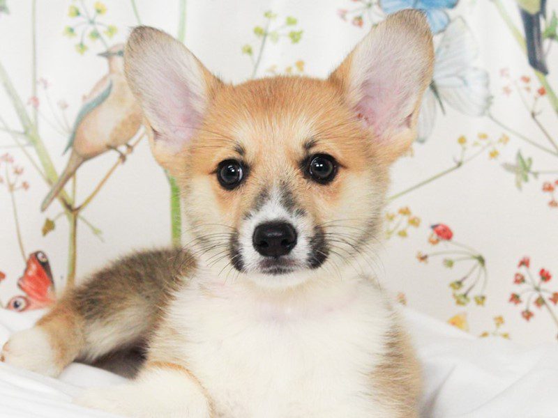 Pembroke Welsh Corgi