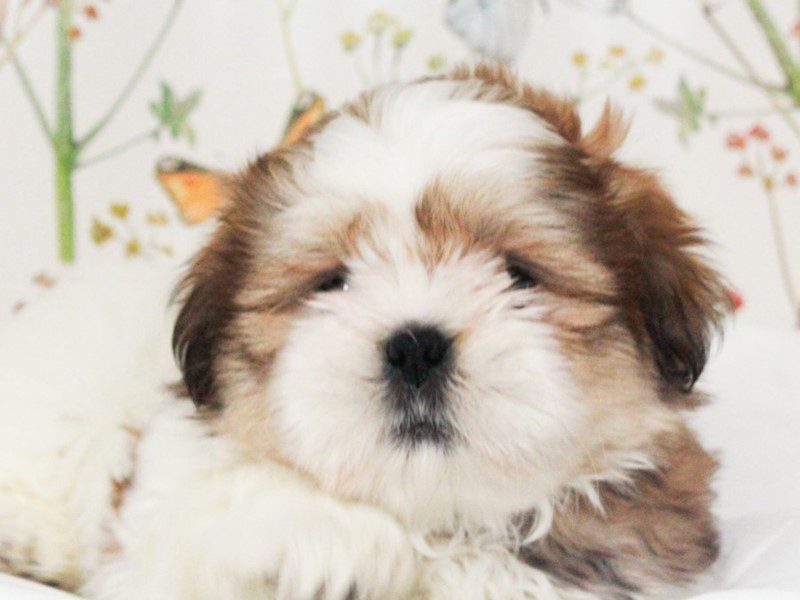 Shih Tzu