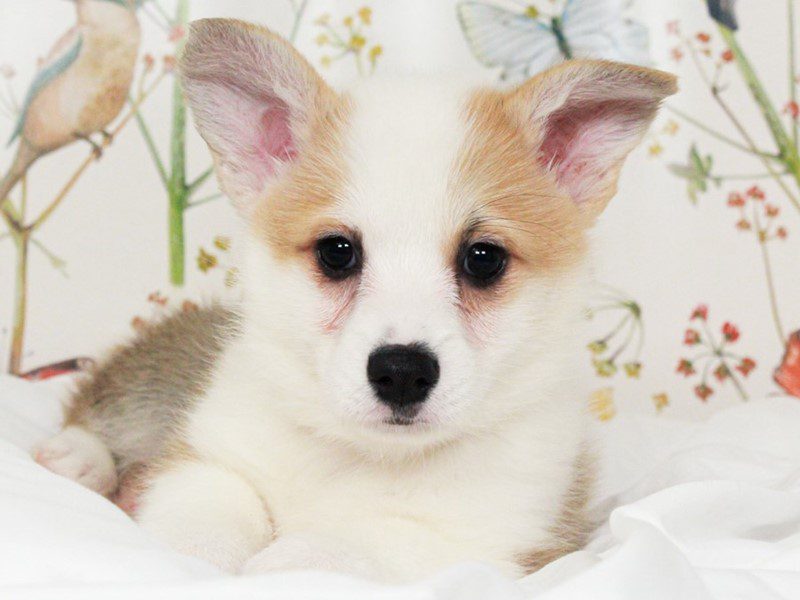 Pembroke Welsh Corgi