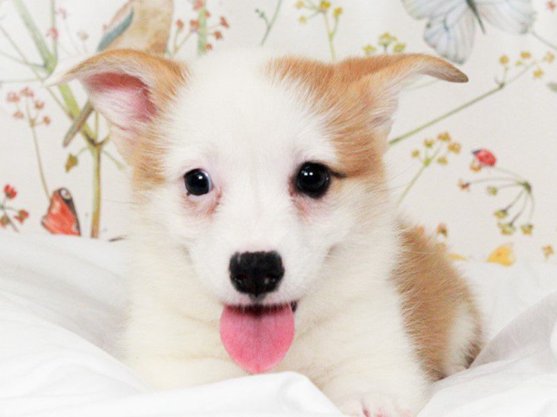 Pembroke Welsh Corgi