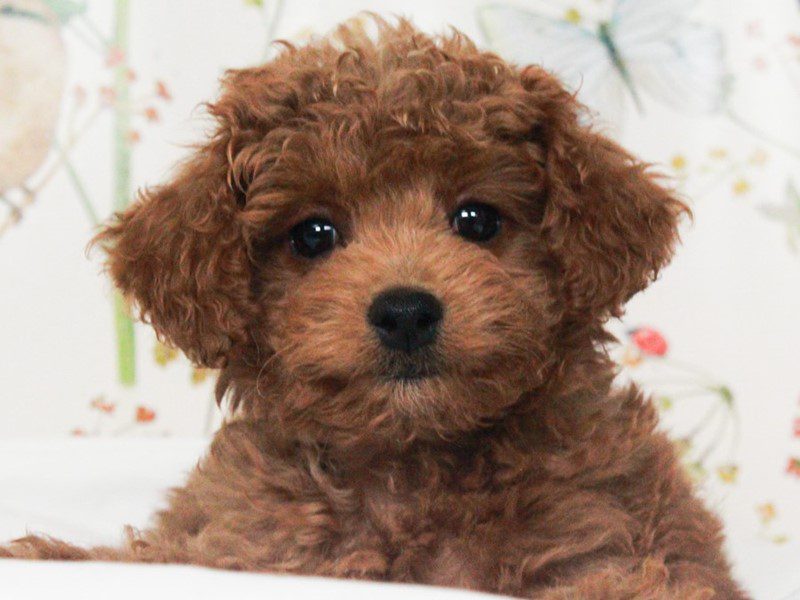 Mini Goldendoodle