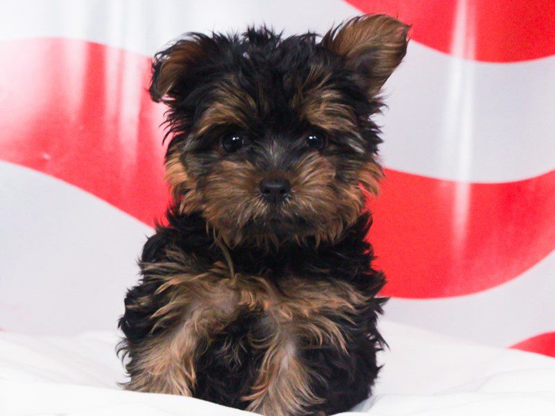Yorkshire Terrier