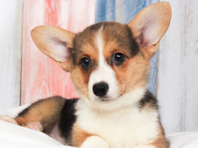 Pembroke Welsh Corgi