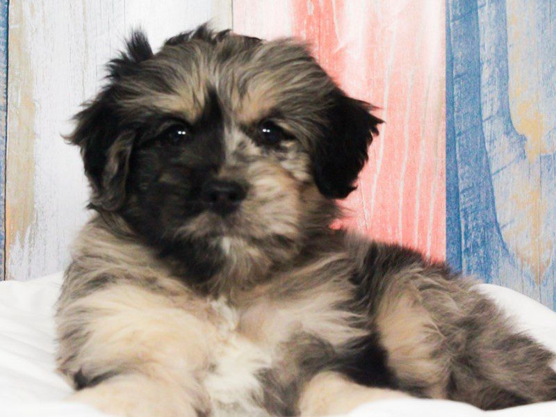 Mini Goldendoodle