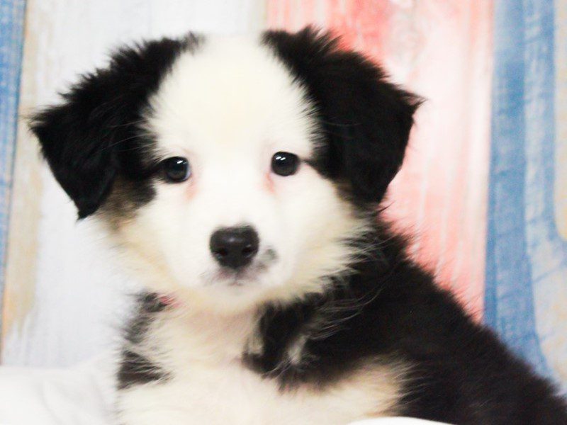 Mini American Shepherd