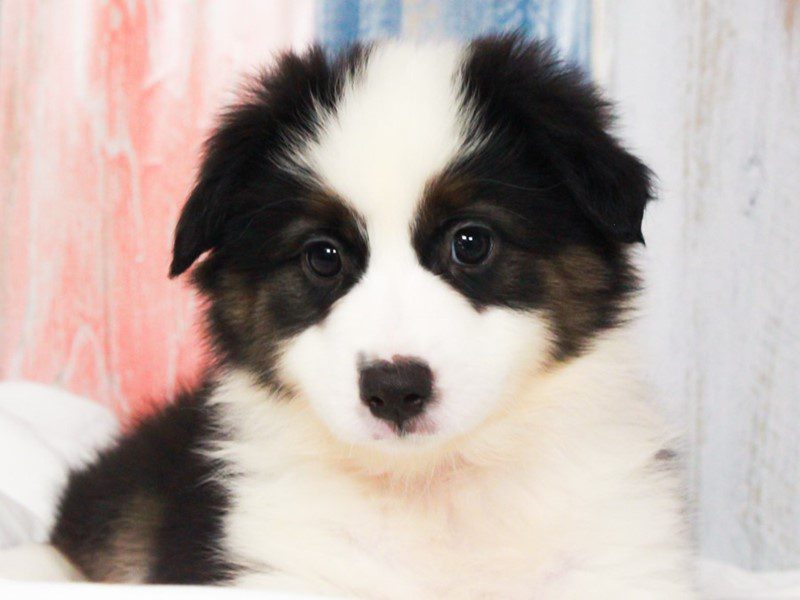 Mini American Shepherd