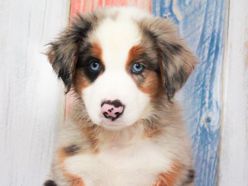Mini American Shepherd in Tucson, AZ