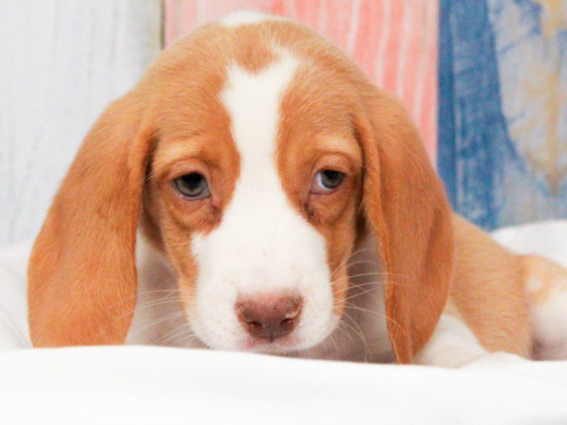 Beagle