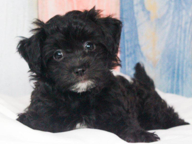 Havanese