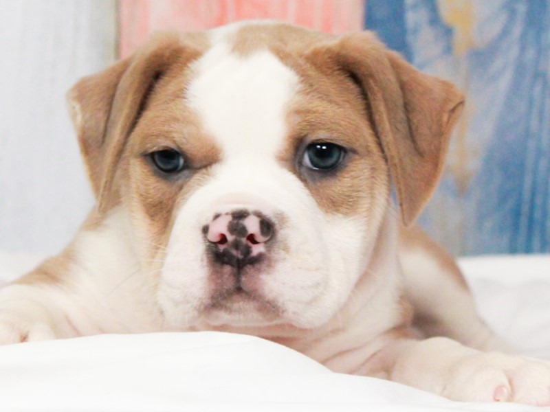 English Bulldog