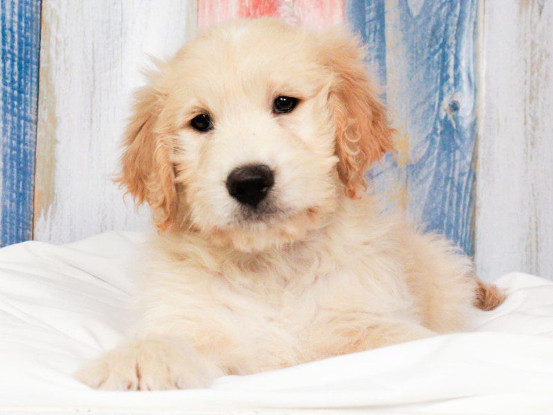 Mini Goldendoodle