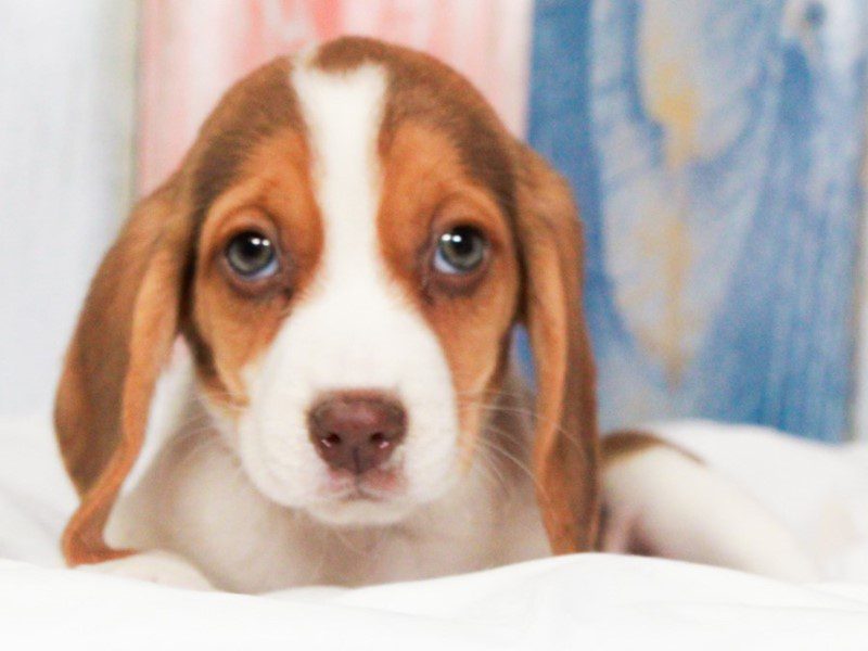 Beagle