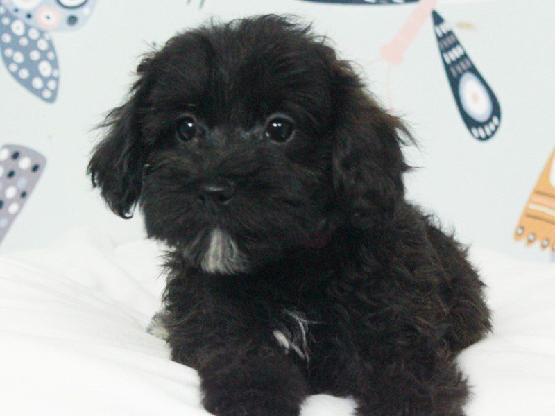 Maltipoo