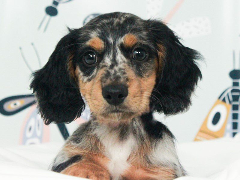 Dachshund