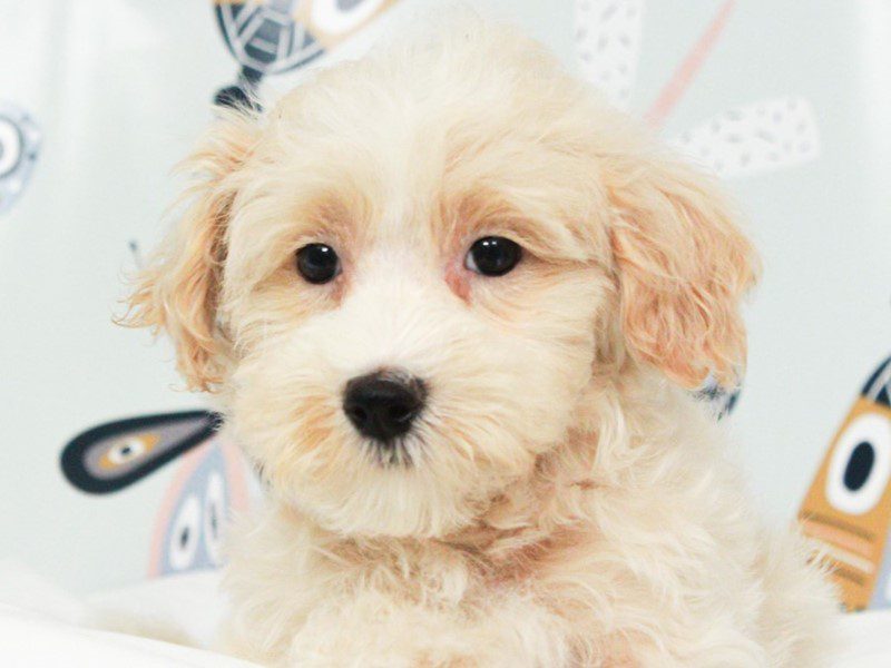 Maltipoo