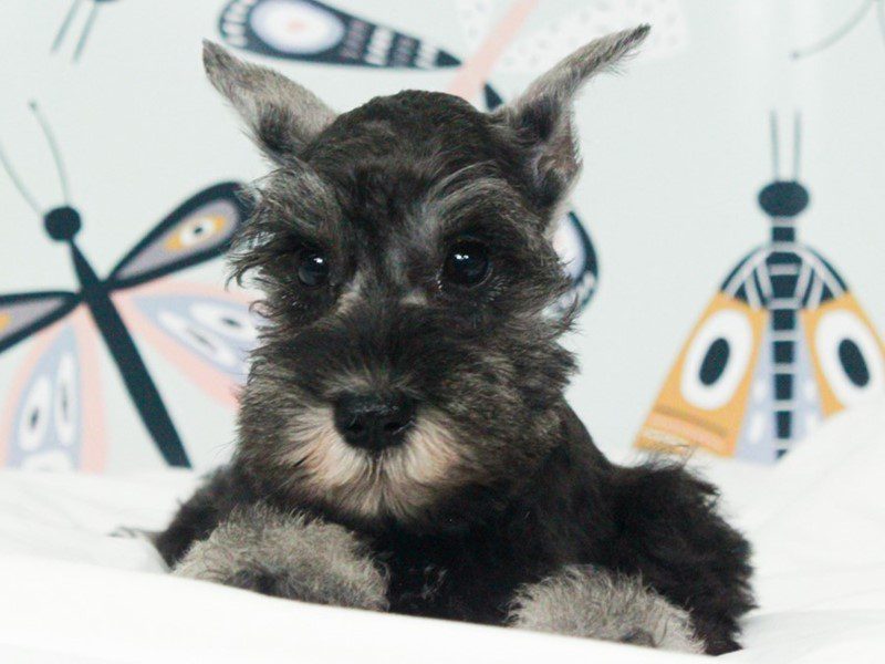 Mini Schnauzer