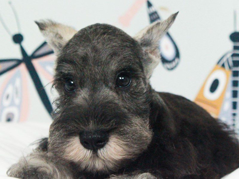 Mini Schnauzer
