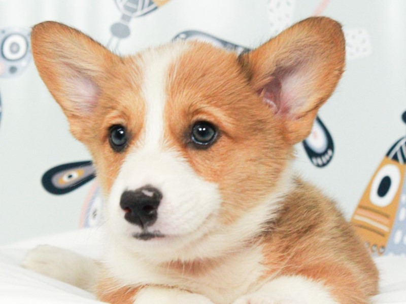 Pembroke Welsh Corgi